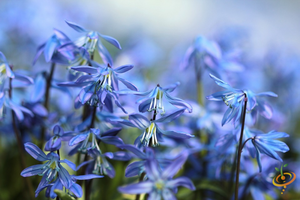 Wildflowers - California Native Scatter Garden Seed Mix - SeedsNow.com