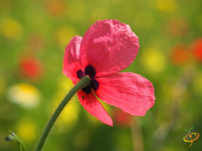 Wildflowers - California Native Scatter Garden Seed Mix - SeedsNow.com