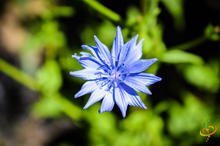 Wildflowers - Fragrant Flower Scatter Garden Seed Mix - SeedsNow.com