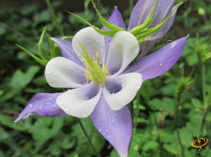 Wildflowers - Exotic Mountain Scatter Garden Seed Mix - SeedsNow.com