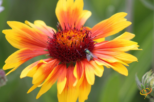 Wildflowers - Dryland Scatter Garden Seed Mix - SeedsNow.com