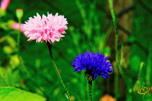 Wildflowers - Forever Pink Scatter Garden Seed Mix - SeedsNow.com