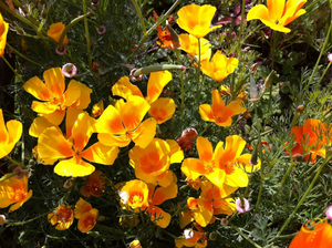 Wildflowers - Annual Cut Flower Scatter Garden Seed Mix - SeedsNow.com