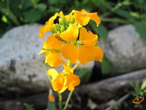 Wildflowers - Partial Shade Scatter Garden Seed Mix - SeedsNow.com