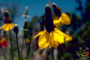 Wildflowers - Coneflower Scatter Garden Seed Mix - SeedsNow.com