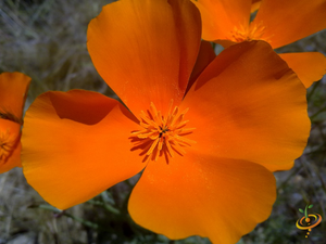 Wildflowers - Poppy Scatter Garden Seed Mix - SeedsNow.com