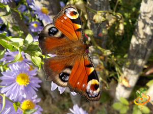 Wildflowers - Hummingbird & Butterfly Scatter Garden Seed Mix - SeedsNow.com