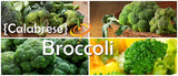 Broccoli - Calabrese.