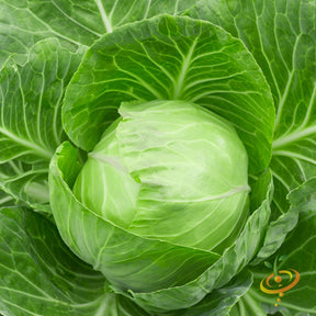 Golden Acre cabbage seeds from SeedsNow, showing vibrant green leaves and seed packaging for planting or gardening.
