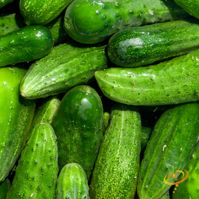 National Pickling seeds cucumbers fresh green pickling cucumbers with black spines