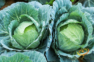 Cabbage - Drumhead.