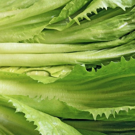 Close-up of vibrant green broadleaf endive with crisp ribs ideal for salads and rich in vitamins and fiber