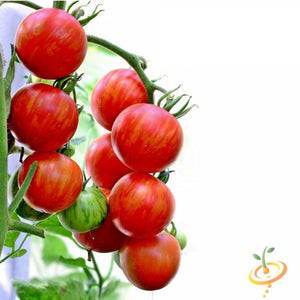 Tomato - Tigerella (Indeterminate) - SeedsNow.com