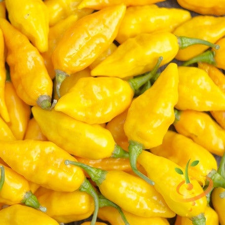 Pepper (Hot) - Devil's Tongue, Yellow 🔥🔥🔥🔥🔥 - SeedsNow.com