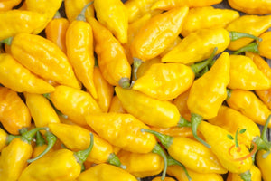 Pepper (Hot) - Devil's Tongue, Yellow 🔥🔥🔥🔥🔥 - SeedsNow.com