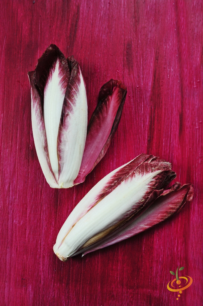 Chicory - Verona, Red.