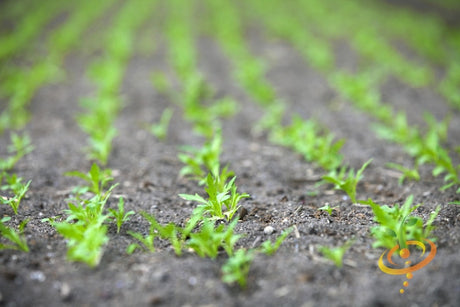 Young mustard mizuna seedlings growing in soil rows outdoors in a garden