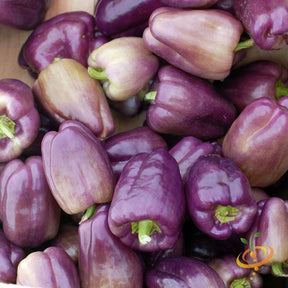 Purple Beauty sweet pepper seeds from SeedsNow, small purple seed packets for growing colorful, sweet bell peppers.