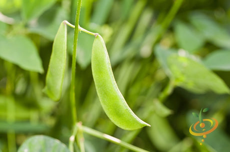 Lima bean plant with green beans growing on stem, seedsNow Thorogreen Lima/Bush bean variety in a garden setting