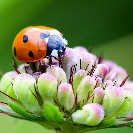 Wildflowers - Beneficial Insect Garden Seed Mix - SeedsNow.com