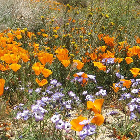California native wildflower scatter garden seed mix by SeedsNow, showcasing colorful wildflower seeds perfect for native gardens.