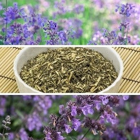 Catmint - SeedsNow.com