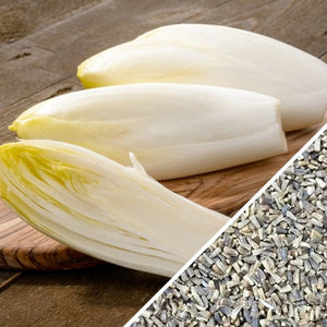 Chicory - Witloof, White.