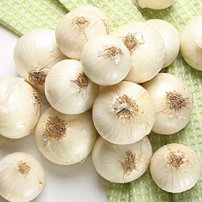 White Ebenezer onion sets from SeedsNow, organic bulb onion transplants, fresh white onion bulbs ready for planting.