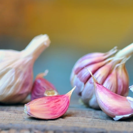 Garlic - (Soft Neck) Early Purple Italian (Organic) *PRE-ORDER* - SeedsNow.com