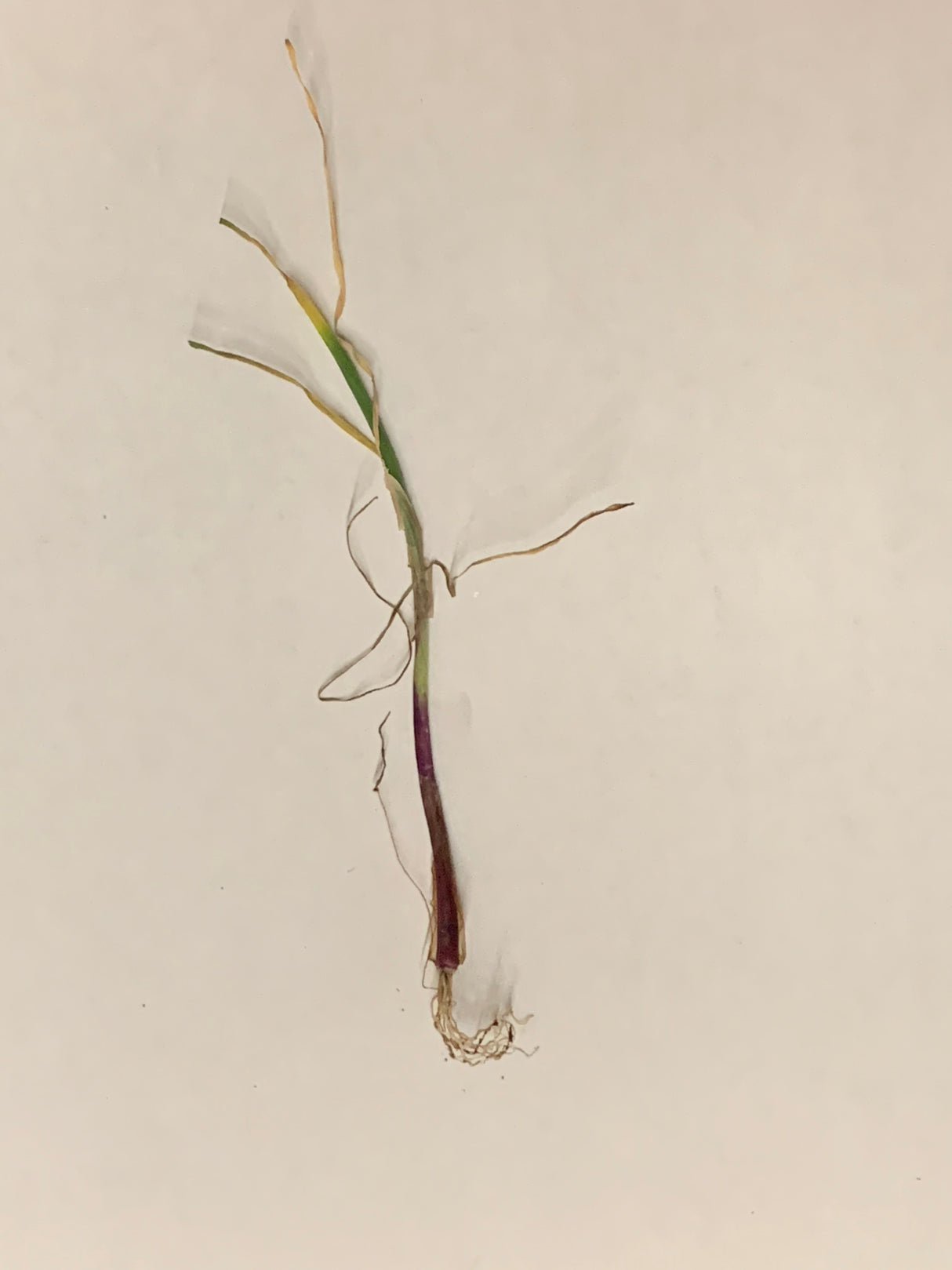 Onion (Transplants) - Rock, Red (Intermediate Day) - SeedsNow.com