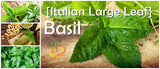 Basil - Italian Large Leaf.