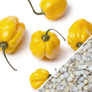 Pepper - Scotch Bonnet, Yellow.