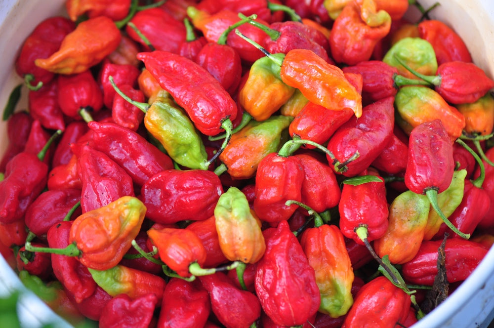 Pepper (Hot) - Ghost Chili/Bhut Jolokia 🔥🔥🔥🔥🔥🔥🥵 (HYBRID) - SeedsNow.com