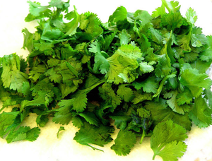 Cilantro (Coriander) - Slow Bolt.