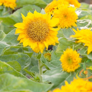 Sunflower - Sungold, Dwarf Sunspot.