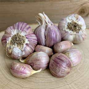Fresh Svea hard neck garlic bulb from SeedsNow-Garlic, showcasing its white cloves and textured outer skin.