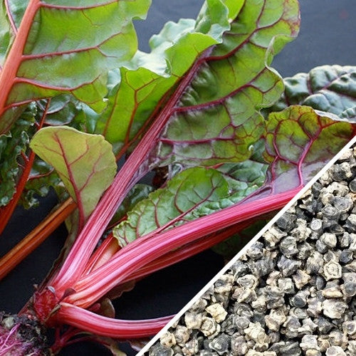 Swiss Chard - Magenta Sunset.