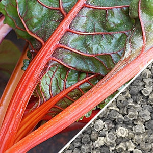 Swiss Chard - Ruby Red.