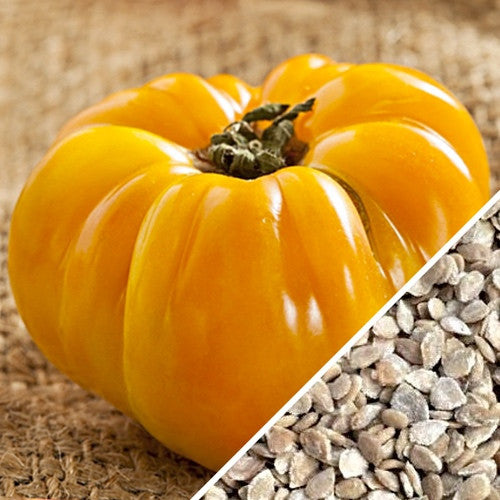 Tomato - Brandywine, Yellow (Indeterminate) - SeedsNow.com