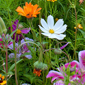 Wildflowers annual cut flower scatter garden seed mix by SeedsNow showing a colorful mix of blooming wildflowers in a garden setting.
