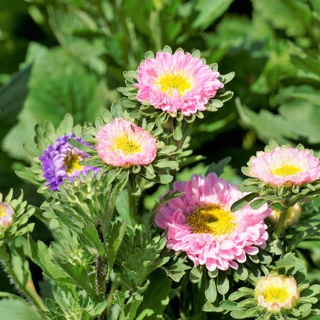 Flowers - Aster, Crego Mix - SeedsNow.com