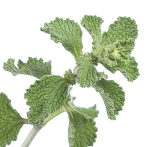 Horehound - SeedsNow.com