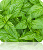 Basil - Lime.