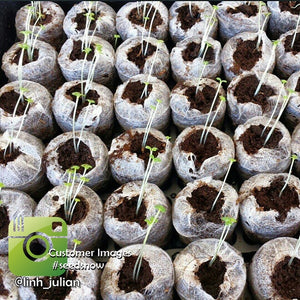 Free All-in-One Seed Starter Kit with soil pellets, perfect for starting garden seeds indoors.
