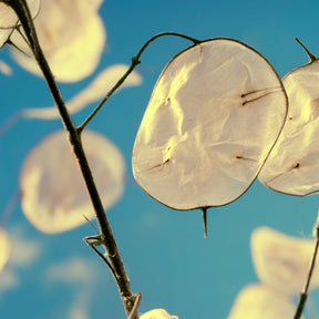 Lunaria Silver Dollar flower seeds from SeedsNow-Flowers, showing the seed packets with images of the silver dollar plant.
