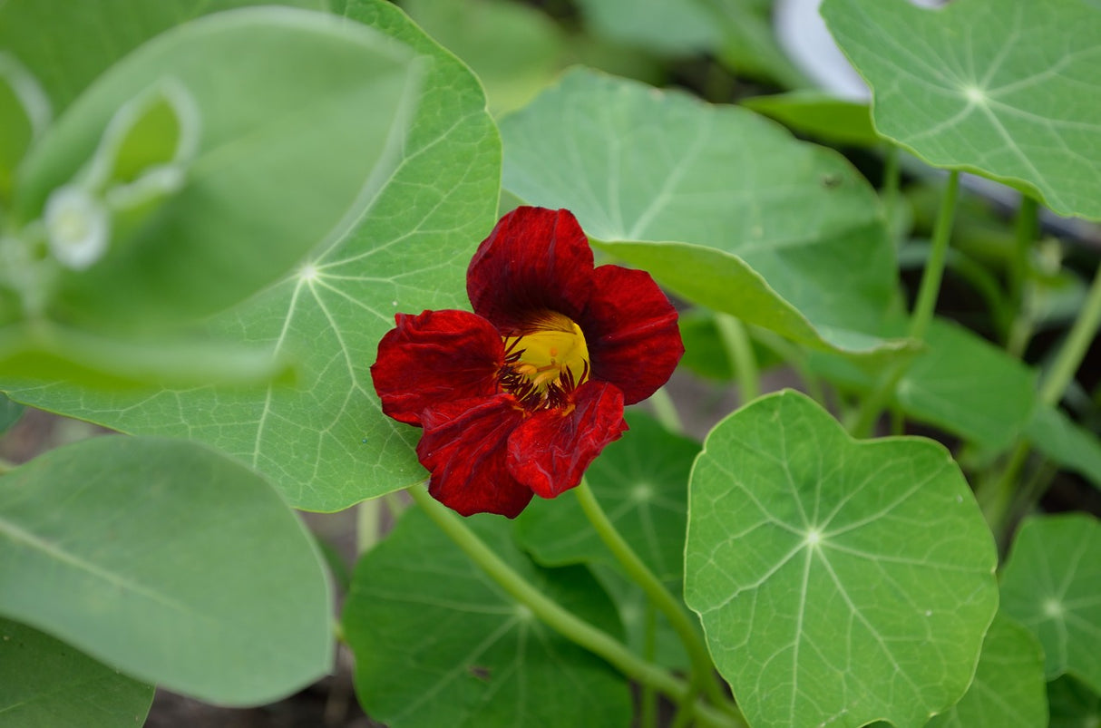 Nasturtium - Empress of India - SeedsNow.com