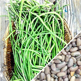 Bean, Pole - Asparagus Yard-Long - SeedsNow.com