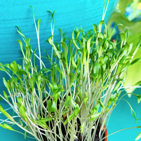Organic cilantro microgreens growing from SeedsNow coriander seed sprouts on a clean surface, showcasing fresh, vibrant microgreens.