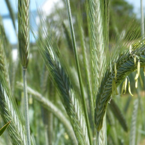 Cover Crop - Fall & Winter Rye - SeedsNow.com