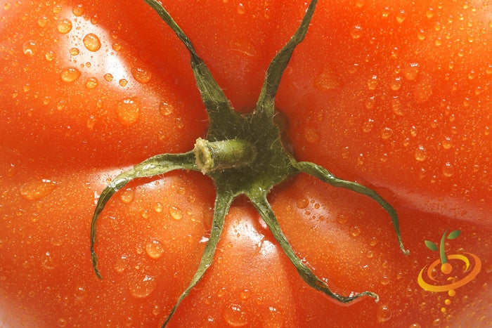 Mortgage Lifter Tomato Seeds  (100% Heirloom/Non-Hybrid/Non-GMO)